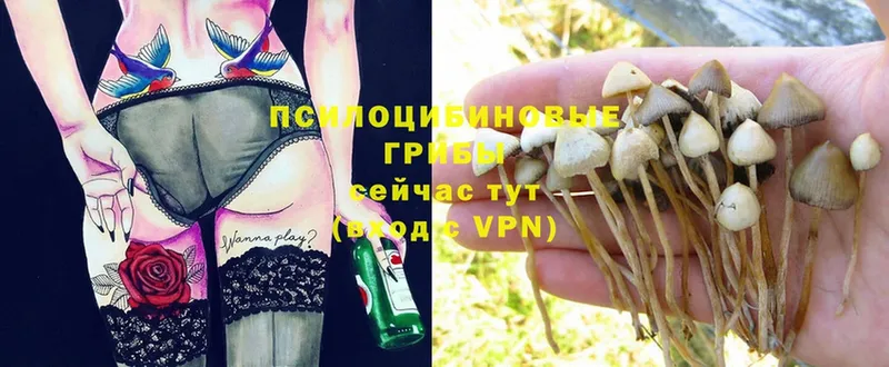 Псилоцибиновые грибы MAGIC MUSHROOMS  купить наркотик  Лахденпохья 